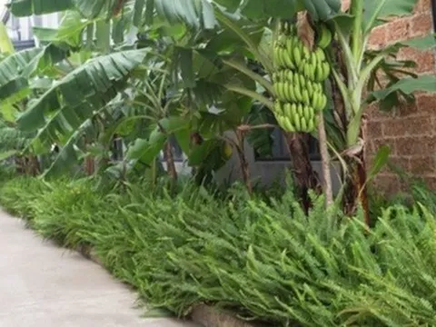 3 loại cây nên tránh trồng trước nhà năm Bính Ngọ