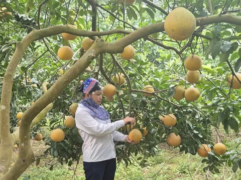 Xuân trên vùng đất bãi: Khi nông nghiệp hữu cơ đánh thức mùa vàng xã đảo