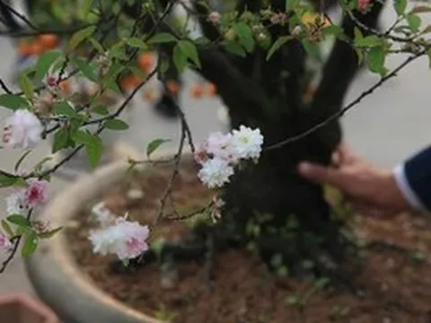 Truyện ngắn: Chậu mai Song Thụ