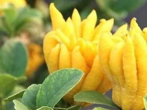 5 loại cây trồng trong nhà mang tới sung túc, may mắn năm 2026