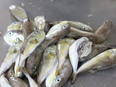 Hai ca nghi ngộ độc sau ăn cá nóc, Bộ Y tế yêu cầu điều tra 0