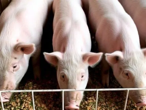 Giá heo hơi hôm nay 19/2: Thị trường về điểm cân bằng, dao động trong khoảng 70.000 - 73.000 đồng/kg