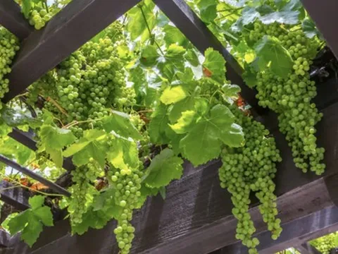 3 loại cây nên trồng trước cổng nhà năm Bính Ngọ để đón tài lộc, vượng khí