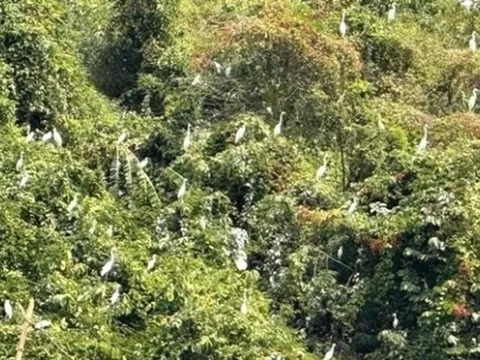 Khung cảnh nên thơ tuyệt đẹp, đàn cò trắng nghìn con hội tụ tìm thức ăn và trú ngụ