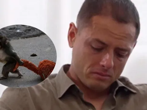Khỉ con 'cô đơn' khiến Chicharito khóc nức nở