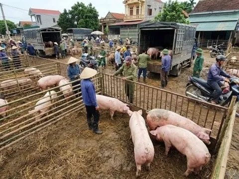 Giá heo hơi hôm nay 26/2: Miền Bắc và Trung đồng loạt rớt giá mạnh, đỉnh neo ở giá 72.000 đồng/kg