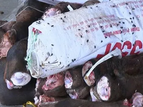 Phát hiện 2 kho lạnh chứa gần 6 tấn đuôi, chân trâu bò bốc mùi thối