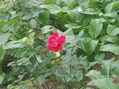 Café ngày mới: Cội nguồn của niềm yêu sống