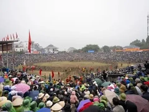 Khai mạc Lễ hội chọi trâu cổ nhất Việt Nam