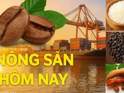 Giá nông sản hôm nay 3/3/2026: Giá cà phê 'kịch tính', thời kỳ dư cung bắt đầu? Bộ Công Thương khuyến nghị doanh nghiệp trước căng thẳng ở Trung Đông