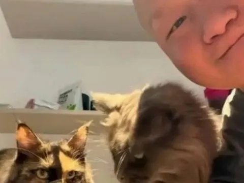 Trung Quốc: Dịch vụ chăm sóc mèo