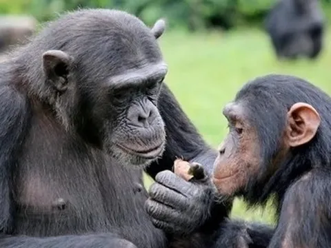 Uganda: Du khách sắp được theo dấu tinh tinh trong vườn quốc gia Bwindi