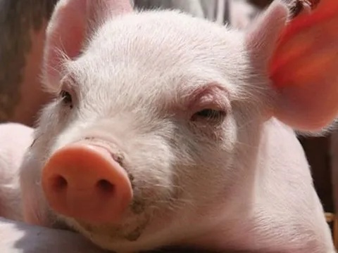 Giá heo hơi hôm nay 8/3: Một tuần giảm trên cả 3 miền, vùng giá giao dịch từ 61.000 - 69.000 đồng/kg