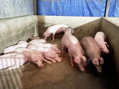 Giá heo hơi hôm nay 11/3: Miền Bắc và Trung ổn định, miền Nam giảm nhẹ