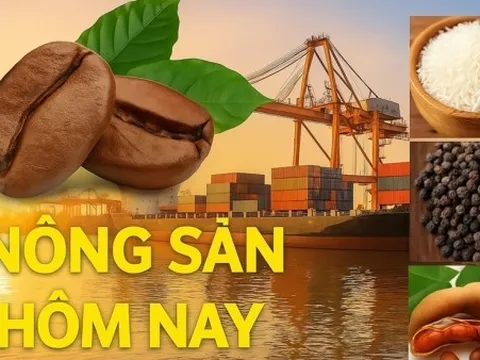 Giá nông sản hôm nay 12/3/2026: Giá cà phê