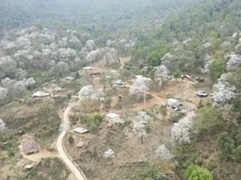 Hoa ban và mạch nguồn văn hóa Điện Biên