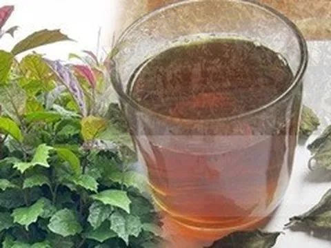 Uống nước xạ đen hàng ngày có tốt?