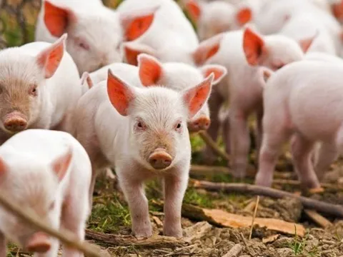 Giá heo hơi hôm nay 17/3: Miền Bắc và Trung - Tây Nguyên tăng nhẹ, miền Nam ổn định