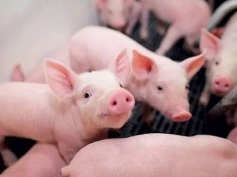 Giá heo hơi hôm nay 19/3: Nhiều địa phương tăng giá, cao nhất duy trì ở mức 67.000 đồng/kg