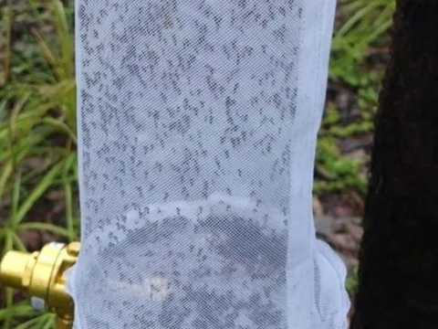 Dùng muỗi làm 'thiết bị' giám sát động vật hoang dã ở Australia