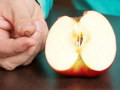 Những loại trái cây có hạt chứa độc tố, cẩn thận kẻo "ôm bệnh" vào thân