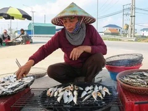 Thích thú trải nghiệm mùa cá trích ở Nghệ An