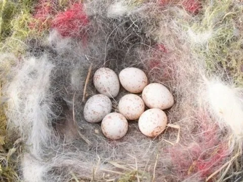 Chim sẻ ngô xanh nhặt tàn thuốc lá về lót ổ để chống lại ký sinh trùng