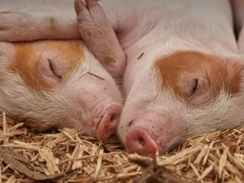 Giá heo hơi hôm nay 26/3: Duy trì ổn định, giao dịch trong khoảng 63.000 – 69.000 đồng/kg