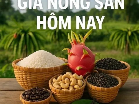 Giá nông sản hôm nay 26/3/2026: Giá cà phê giằng co, tâm lý thận trọng; Iran không đàm phán trực tiếp với Mỹ, ra điều kiện kiểm soát eo biển Hormuz