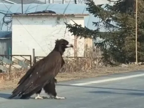 Trung Quốc: Loài kền kền quý hiếm được bảo vệ cấp quốc gia xuất hiện trên quốc lộ