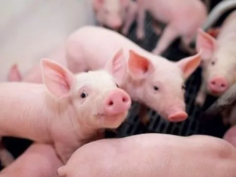 Giá heo hơi hôm nay 29/3: Trên đà giảm nhanh ở cả 3 miền, dao động từ 66.000 - 77.000 đồng/kg