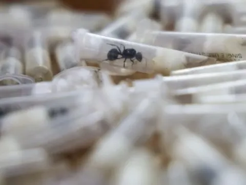 Lý do loài kiến thợ ở Đông Phi được các tổ chức buôn lậu 'săn tìm'