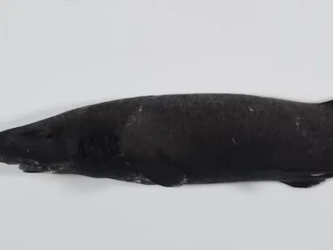 Phát hiện hàng trăm loài sinh vật mới dưới đáy biển sâu Australia