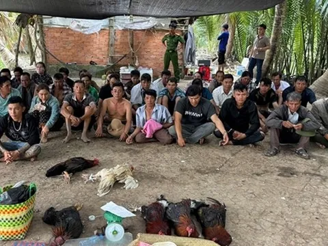 Bắt 36 đối tượng đánh bạc đá gà, ăn thua bằng số tiền lớn