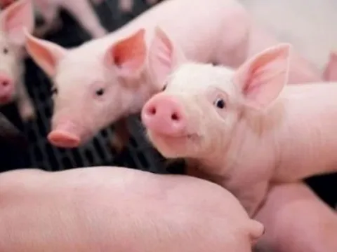 Giá heo hơi hôm nay 2/4: Miền Bắc và Trung - Tây Nguyên phục hồi nhẹ, miền Nam giữ ổn định, dao động từ 62.000 - 68.000 đồng/kg