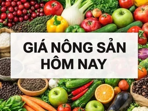 Giá nông sản hôm nay 3/4/2026: Giá cà phê vẫn 'rung lắc', lực mua quay trở lại; Iran phối hợp xây dựng quy trình giám sát eo biển Hormuz