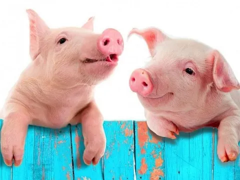 Giá heo hơi hôm nay 5/4: Miền Bắc phục hồi rõ nét, miền Nam duy trì cao nhất cả nước, mức đỉnh 68.000 đồng/kg