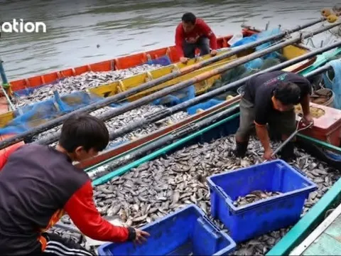 Nghề đánh bắt cá của Thái Lan gặp khó do giá nhiên liệu