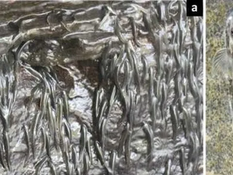 Phi thường loài cá tí hon biết bám vách đá bơi ngược thác nước cao 15m