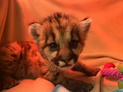 Cứu sống thành công sư tử núi 3 tuần tuổi bị bỏ rơi tại California (Mỹ)