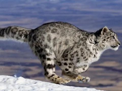 Cách báo tuyết, báo hoa mai và sói Himalaya chia sẻ con mồi để sinh tồn