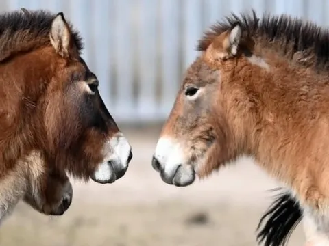 Trung Quốc khôi phục thành công loài ngựa hoang quý hiếm