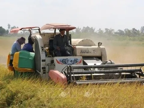 Giá lúa gạo trong nước tăng, xuất khẩu sôi động trở lại