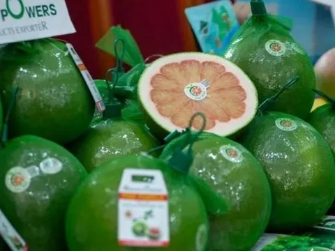 Bưởi da xanh Việt Nam lần đầu tiên được xuất khẩu chính ngạch sang Australia