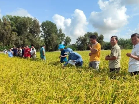 EAF: Việt Nam cần gắn các chính sách hỗ trợ nông dân với việc sản xuất lúa gạo phát thải thấp