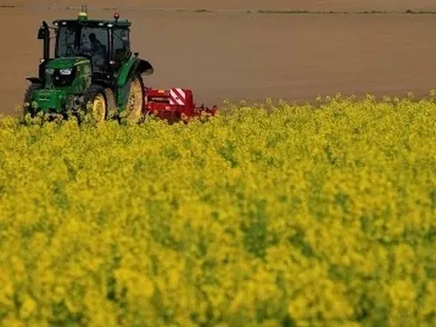 Ưu tiên các loại cây ít phụ thuộc vào phân bón, nông dân Pháp chuyển mạnh sang cải dầu và hướng dương