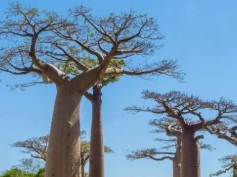 Giải mã lịch sử khí hậu 700 năm của Madagascar từ cây bao báp cổ thụ