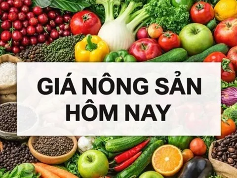 Giá nông sản hôm nay 22/4/2026: Giá cà phê khó giảm sâu, tiêu tăng mạnh; Mạch xuất khẩu từ Việt Nam sang Trung Đông đang được duy trì thế nào?