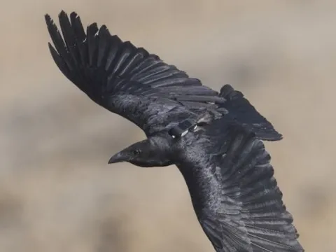 Quạ đuôi xòe đối mặt nguy cơ tử vong cao