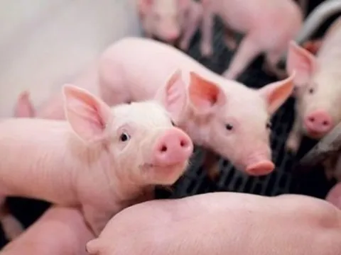 Giá heo hơi hôm nay 26/4: Ổn định trên cả 3 miền dịp nghỉ lễ, vùng giá giao dịch từ 63.000 - 69.000 đồng/kg